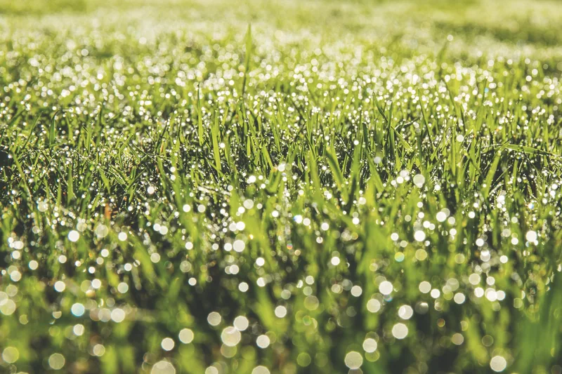 Dew on cut grass at first light, backlit closely enough that the drops read as points of light.